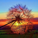Diamond Painting Kit