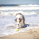 Dog Ball Launcher, Interactive Ball Thrower,  Load & Launch Tennis Balls for Dogs