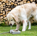 Dog's Step On Water Fountain